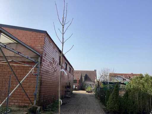 Acer pseudoplatanus (1)