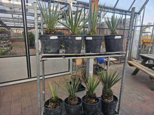 Set de 8 Yucca Rostrata - Crinul Palmier Rezistent