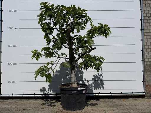 Vijgenboom hoogstam - Ficus Carica - hoogte ca. 250 cm