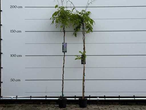 2x Wisteria - Wisteria Sinensis - height approx. 200 cm