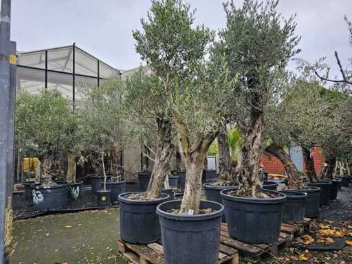 Prachtvoller Olivenbaum (100-120 Jahre) - Mediterranes Highlight