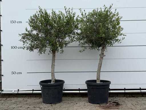 2x Olijfboom Florida - Olea Europaea - ca. 25 jaar oud - hoogte ca. 170 cm