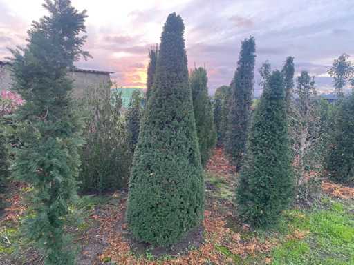 Taxus pyramid 200cm (with root ball) Hedge