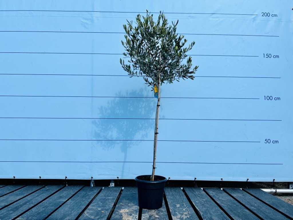 Olivenbaumzwiebel auf glattem Stamm. Stammumfang 6 - 8 cm