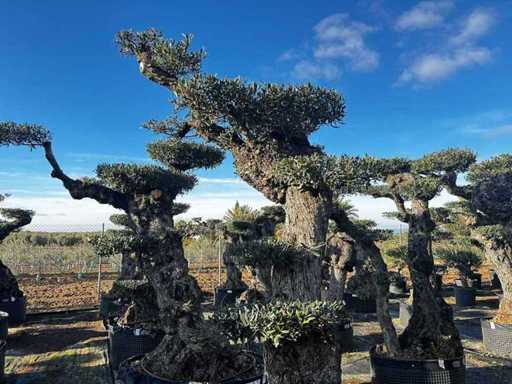 Jubiläums-Olivenbäume – Olea Europea Pom Pom Pom