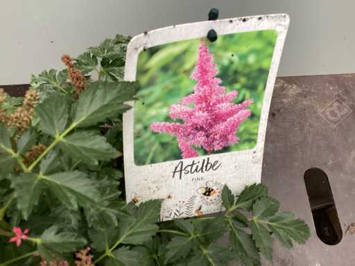 Assortiment vaste planten en bodembedekkers - Astilbe - Heuchera - Hosta - nepeta (x200)