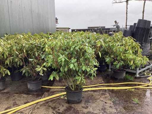 Rododendro - Alberi a più steli (5 volte)