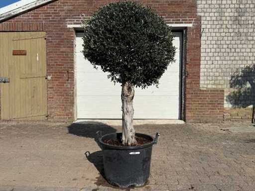 Olive Tree Round Ball L - Olea Europaea - Height approx. 200 cm
