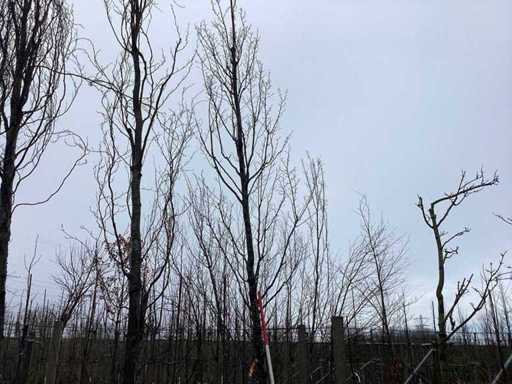 Hornbeam - Topiary tree