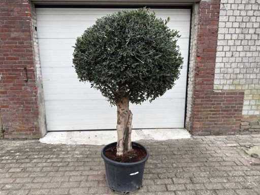 Olive Tree Round Ball L - Olea Europaea - Height 200 cm
