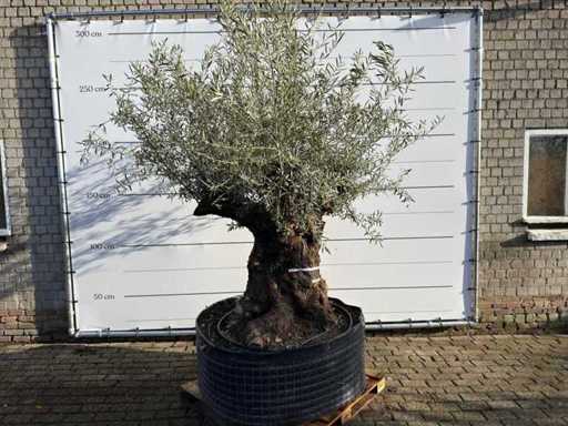 Olive tree bonsai XL - Olea Europaea - approx. 100 years old - height approx. 280 cm