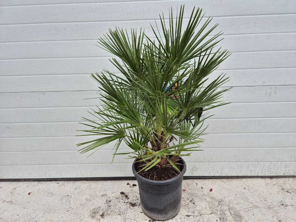 Palma karłowata - Chamaerops humilis - drzewo śródziemnomorskie - wysokość ok. 70 cm 