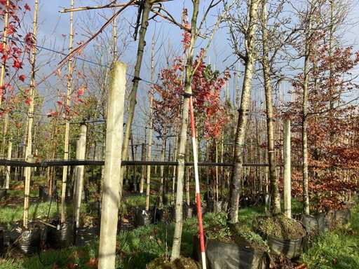 Mesteacăn alb - Copacul din parc