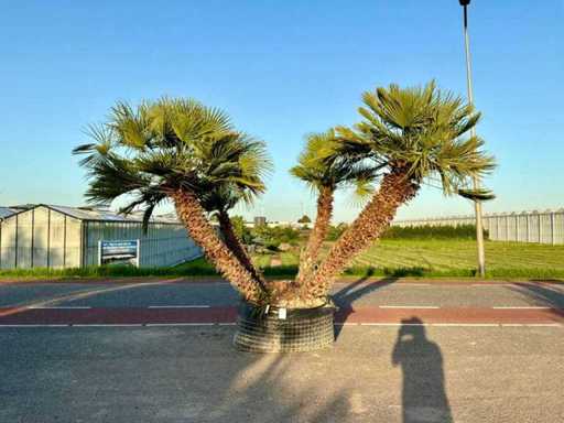 Palmboom meerstammig (Chamaerops Humilis)