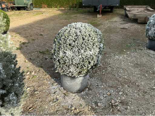Buxus bol ‘besneeuwd’ Sierboom (4x)