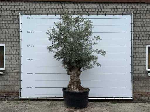 Bonsaï d’olivier - Olea Europaea - environ 80 ans - hauteur environ 280 cm