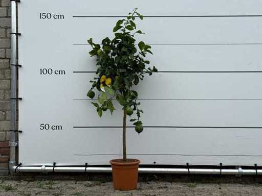 Zitronenbaum – Zitruslimon – Höhe ca. 150 cm