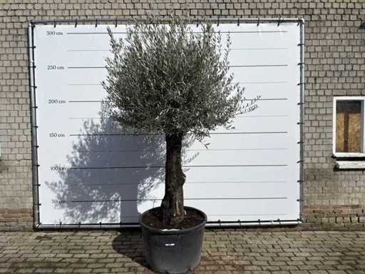 Olive Tree Old Trunk - Olea Europaea - approx. 75 years old - height approx. 280 cm