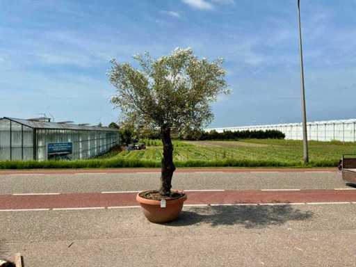 Olivier (Olea Europaea Lessini)