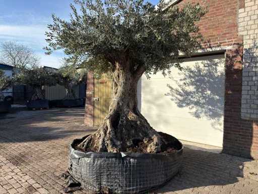 Mediterranean palms, olive trees, fruit trees and plants
