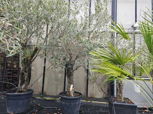 Magnifieke olijfboom (100-120 jaar) - Mediterrane hoogtepunt