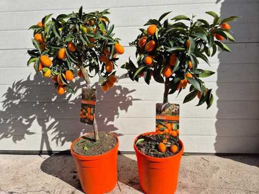 2x Kumquat tree - Citrus Kumquat - height approx. 60 cm