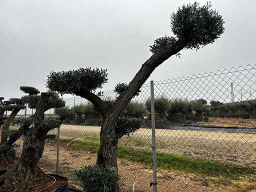 Jubiläums-Olivenbäume – Olea Europea Pom Pom Secolare