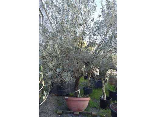 olijf oranje schaal - Olive tree