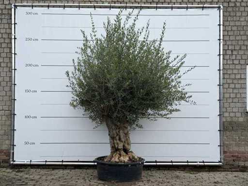 Olive tree Tortuga - Olea Europaea - approx. 80 years old - height approx. 250 cm