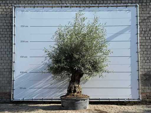 Olive tree Bonsai - Olea Europaea - approx. 60 years old - height approx. 250 cm