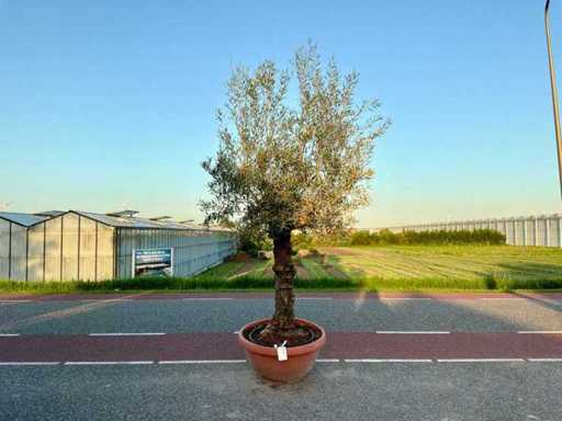 Olijfboom (Olea Europaea Lessini)