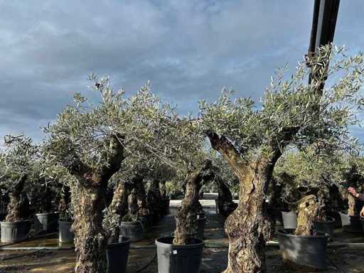 Olive Trees (2x)