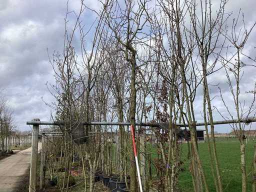 Sweet gum - Topiary tree