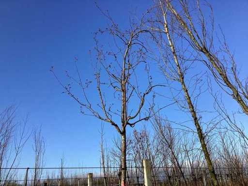 Sierappel - Vormboom