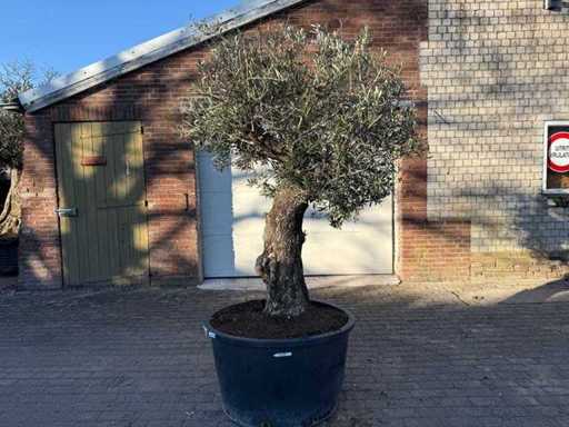 Olive Tree Old Trunk - Olea Europaea - 50 years old - Height approx. 250 cm 
