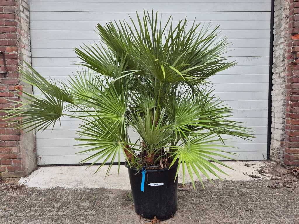Palma karłowata - Chamaerops humilis - drzewo śródziemnomorskie - wysokość ok. 130 cm 