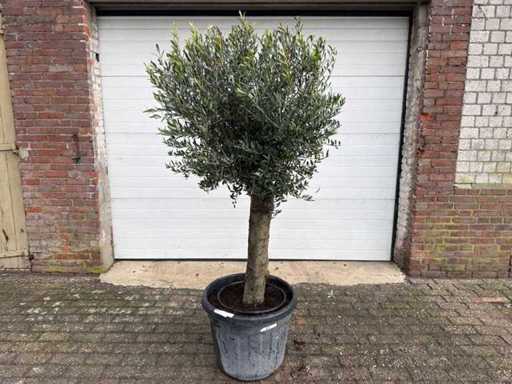 Olive Tree Round Ball M - Olea Europaea - Hauteur 170 cm