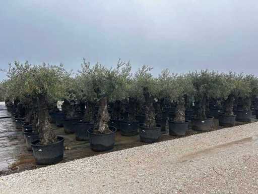 Olea Europea 30 Einheiten – Olivenbaum