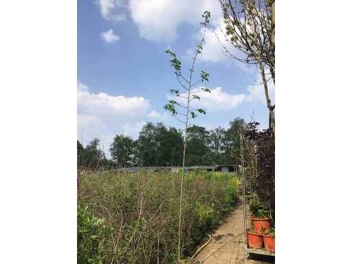 Sierbomen - Linde (x10)