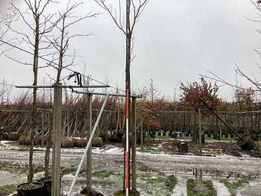 Jarobina - drzewo alejowe