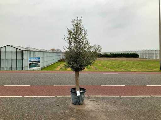 Olijfboom (Olea Europaea Lessini)