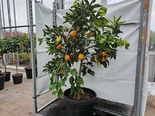 Prächtiger Orangenbaum (Citrus sinensis) mit essbaren Früchten - 160 cm