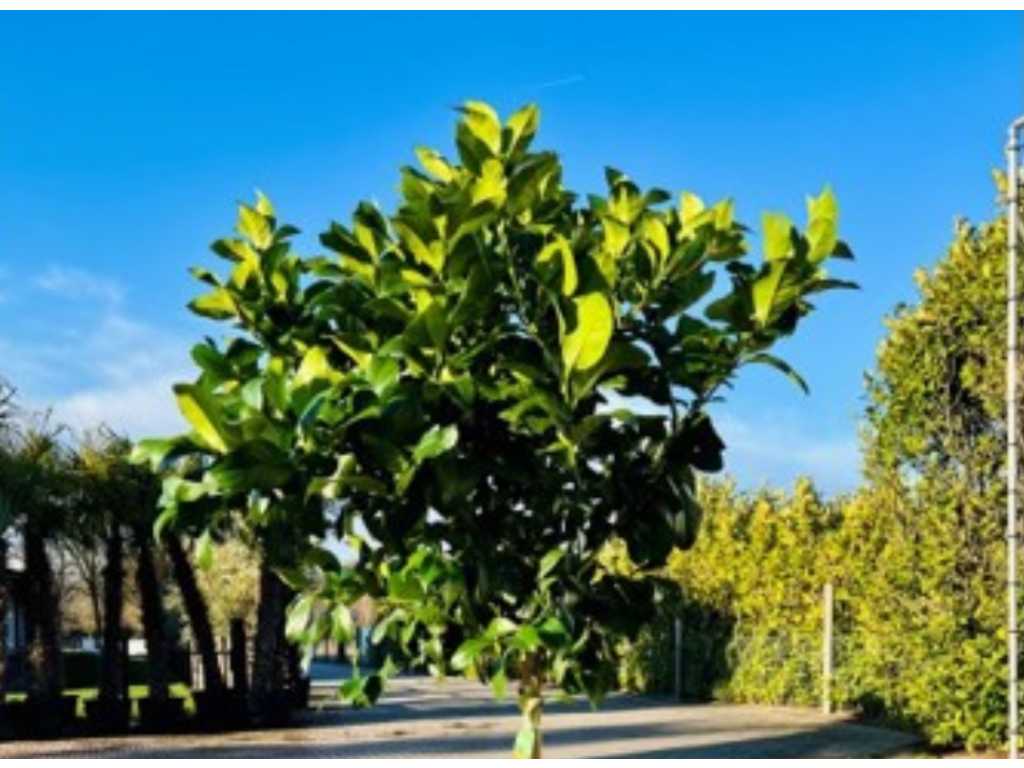 Zitronenbaum 160cm hoch