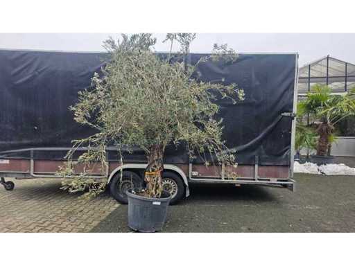 Măslinul magnific (Olea europaea) - 290cm Solitaire