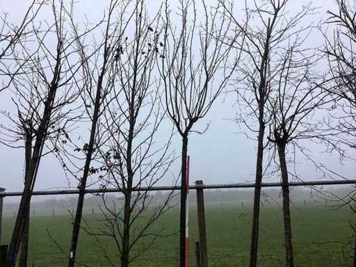 Japanse Sierkers - Vormboom