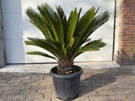 Peace Palm - Cycas Revoluta - height approx. 90 cm 