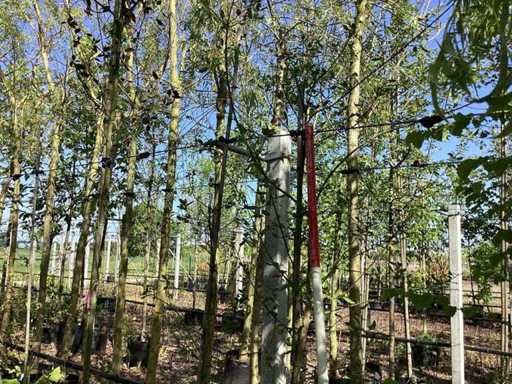 Quercia Acca - Albero sempreverde (2x)