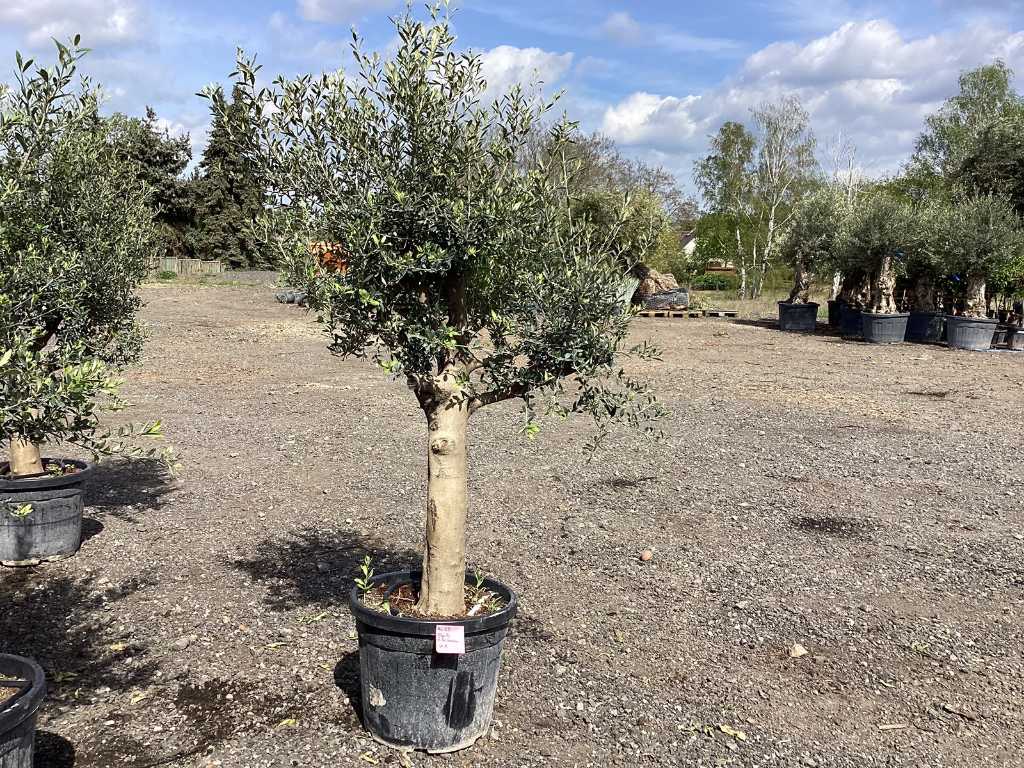 Olive tree (hardy)