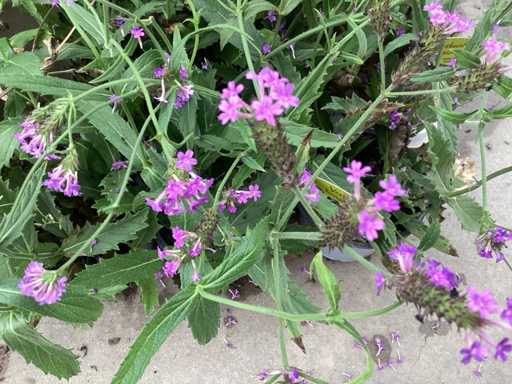 Vaste planten - verbena(30)