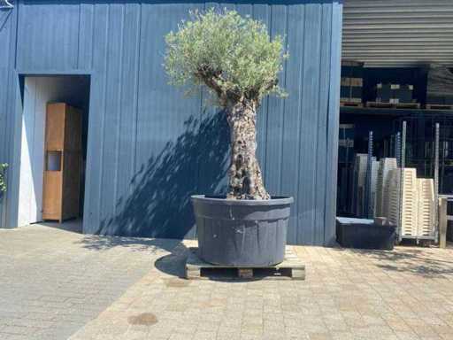 Olea Europea ramificado 500L Olive tree